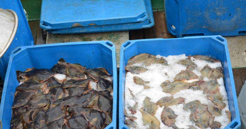 В Магадане начались первые поставки свежей охлажденной рыбы для местных потребителей