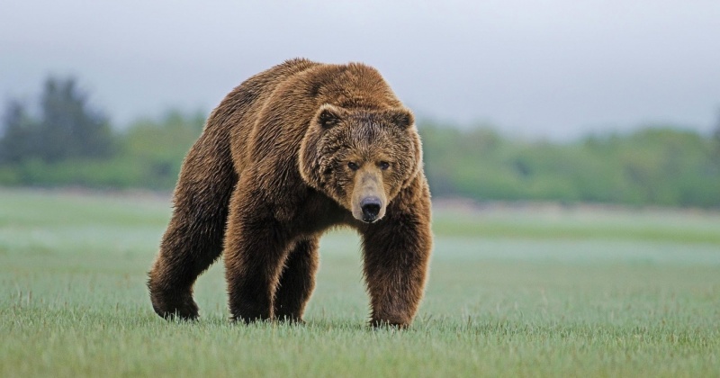 Специалисты ГО и ЧС с охотниками будут патрулировать пригороды Магадана где были замечены медведи