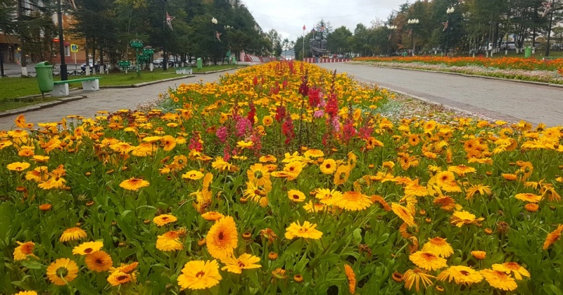 Порядка 160 тысяч цветов высадили этим летом в клумбы и вазоны Магадана