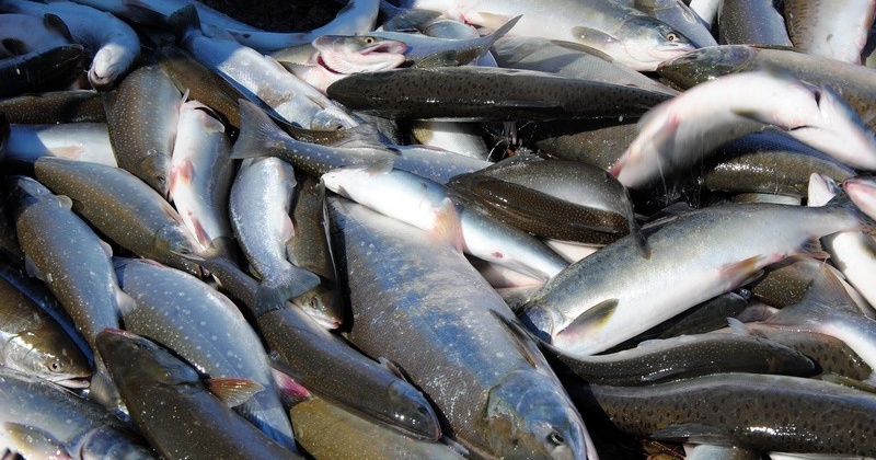 В Магаданской области уничтожено 70 тонн некачественной и опасной рыбопродукции
