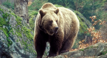 Конопля охраняемая медведями как вырастить коноплю нижний новгород