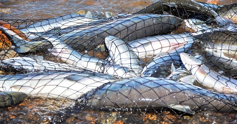 Двух браконьеров поймали полицейские на реке Ола