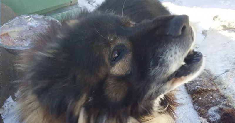 Разодранная медведем в Магадане собака находилась в будке на привязи