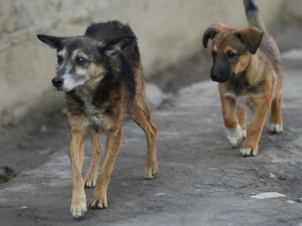 Животные в одном из приютов на Колыме содержались с нарушением санитарных норм