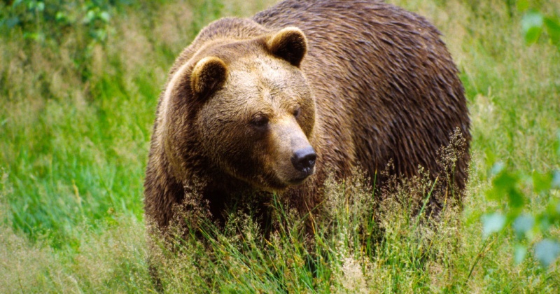 Самое большое количество медведей выявлено в Магадане около пос.Снежный