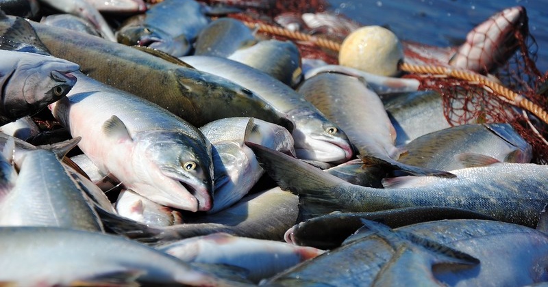 Два местных жителя пойдут под суд за вылов лосося