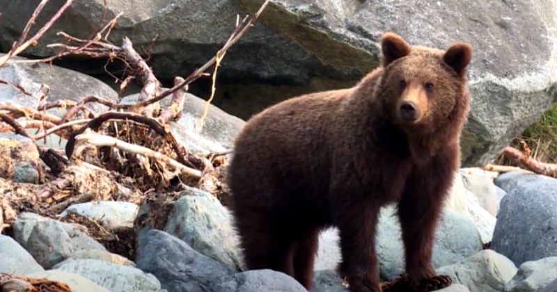Пять раз за лето медведи подвергали опасности жизнь человека на Колыме, их застрелили
