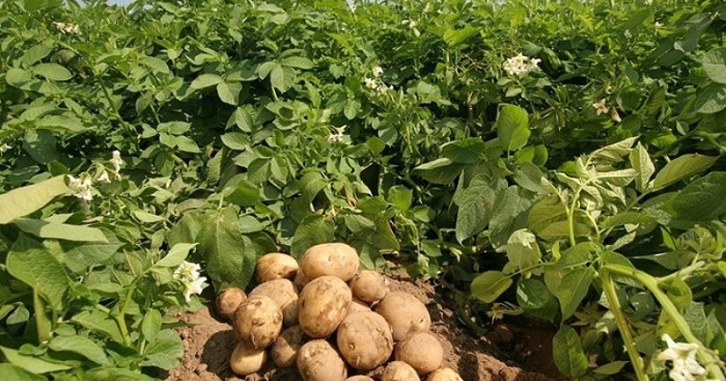 Колымские фермеры собрали почти в два раза больше картофеля, чем в прошлом году