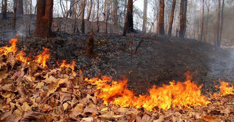 Площадь возгорания леса около поселков Сокол и уптар составляет около 310 Га.