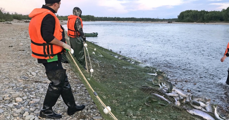 Общий вылов лососевых  за  путину-2020 составил на Колыме 5389,875 тонн