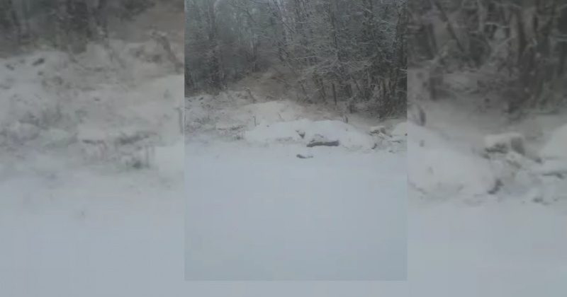 Совершая утреннюю пробежку, житель Магадана наткнулся на медведя (Видео)