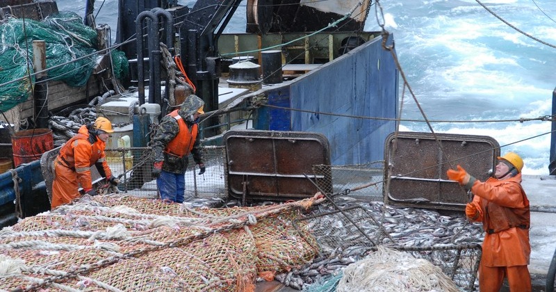 Рыбодобывающими предприятиями Магаданской области с использованием судов рыбопромыслового флота добыто 33079,709 т минтая