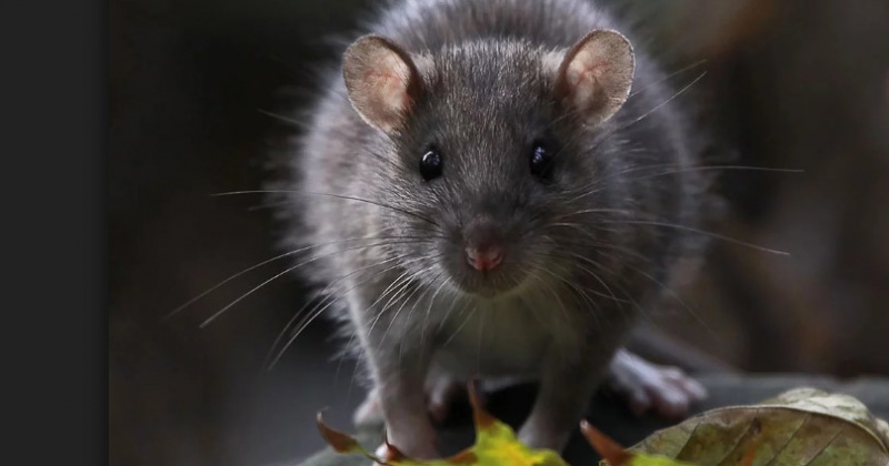Крысы больше не кусают жителей Магадана