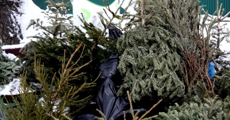 Как безопасно выкинуть новогоднюю елку рассказали жителям Магадана в МЧС