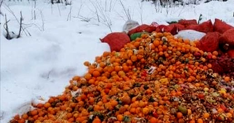 Свалкой овощей и фруктов в Магадане занялась прокуратура