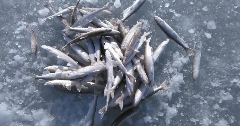 Сергей Носов: Люди  рыбачили, рыбачат и будут рыбачить везде, где море покрывается льдом