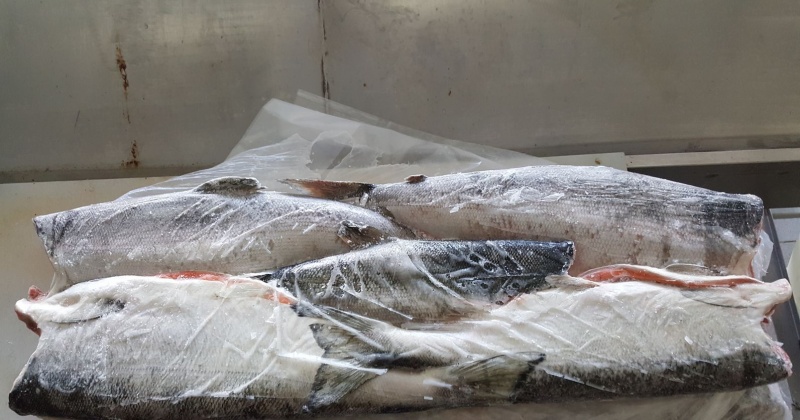Более 1 тонны свежемороженой рыбы получили детские учреждения Омсукчанского городского округа