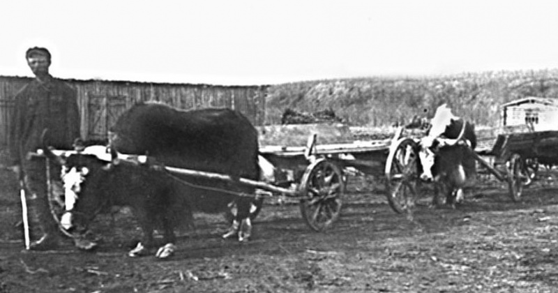 План развития колхозов на Колыме был разработан 83 года назад