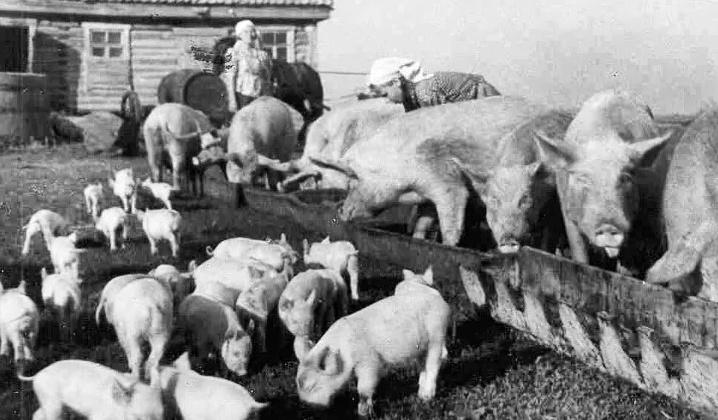 Свиносовхоз № 1 был организован в Магадане 80 лет назад