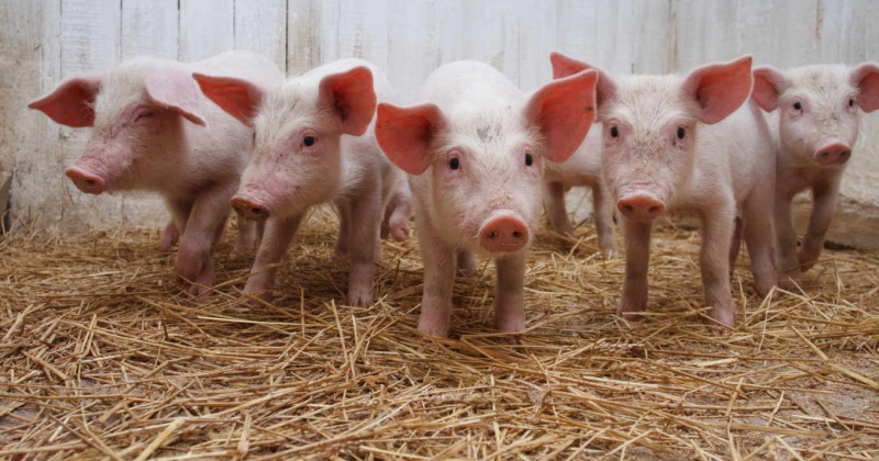 В одном из личных подсобных хозяйств Колымы выявлены подозрения на африканскую чуму свиней