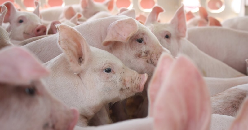 В Магадане уничтожат 310 животных в связи с угрозой распространения африканской чумы свиней