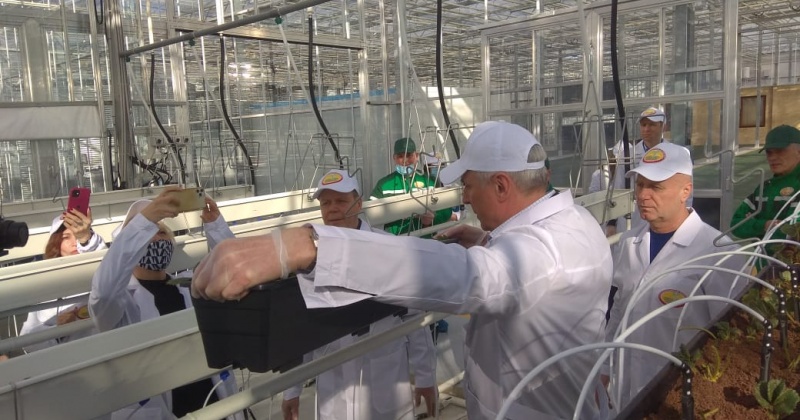 Губернатор Колымы высадил клубнику в тепличном комплексе пос.Талая (Фото)