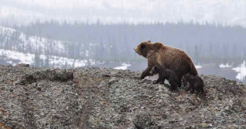 Основной подъем медведей на Колыме ожидается в начале мая