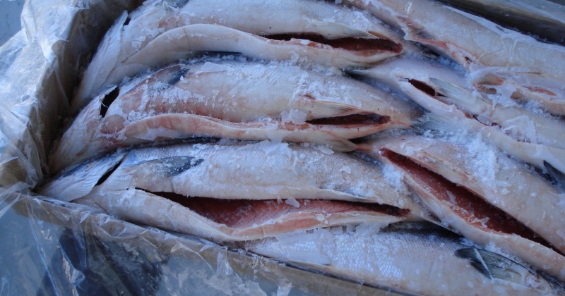 Заместитель председателя Магаданской областной Думы Игорь Донцов передал полторы тонны рыбы жителям Ягоднинского городского округа