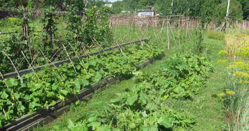 В ОП РФ ждут предложения экспертов и общественников по развитию городского садоводства и огородничества