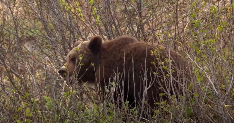 В Охотуправление поступило несколько десятков жалоб от жителей Магадана, встретившихся с медведем