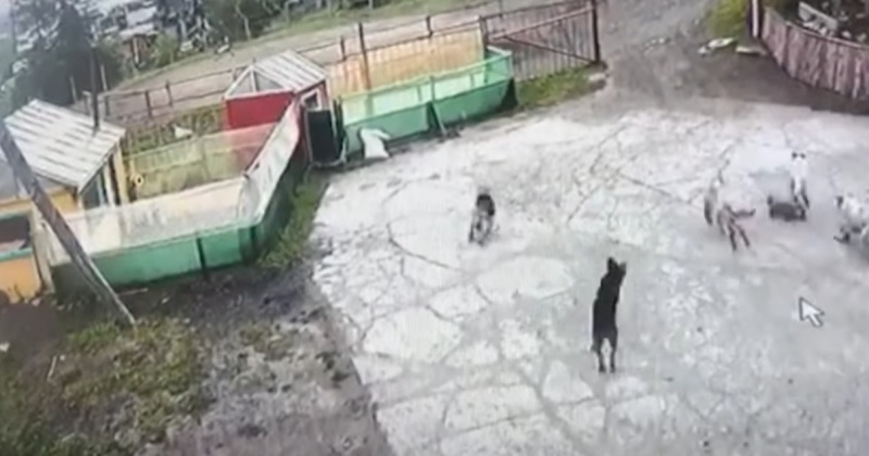 Бродячие собаки атаковали животных зоопарка Галины Козичевой в Магадане (Видео)