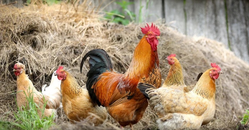 На содержание поголовья сельскохозяйственной птицы колымские фермеры могут получить поддержку 
