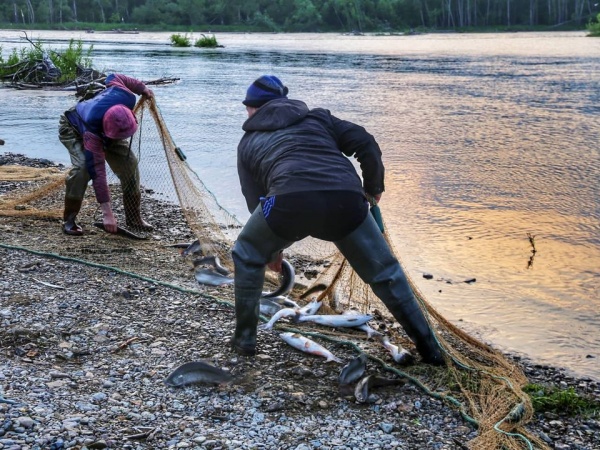Более 40 экземпляров лосося и сеть изъяли у колымчанина на берегу реки Олы