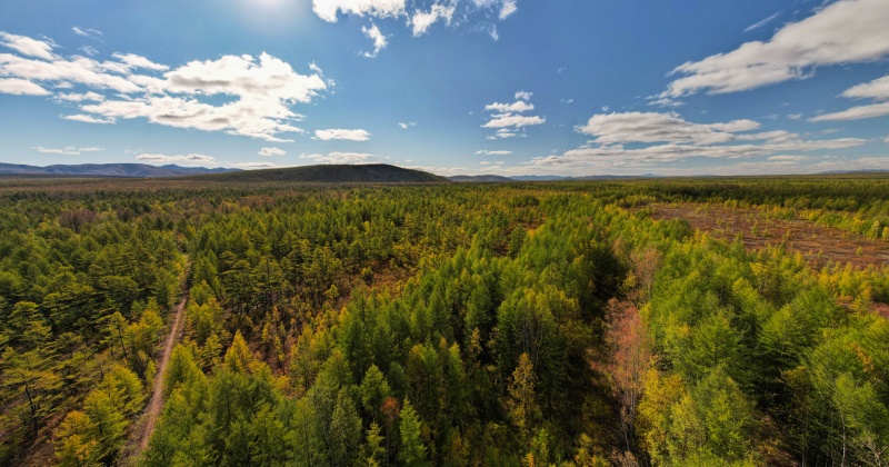 Магаданские власти планируют создать в Ольском городском округе лесопитомник мощностью до 3 млн сеянцев в год