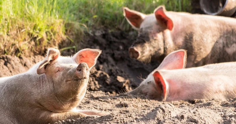 На территории Магадана, Ольского и Хасынского районов отменяется временный запрет на вывоз свиней