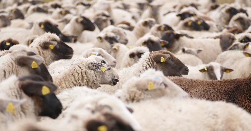 Штраф за ввоз более сотни овец без документов заплатит житель Магаданской области