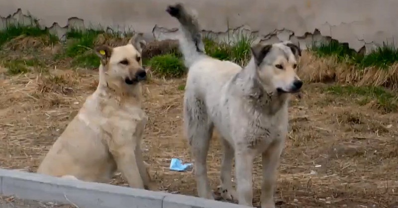 Магаданская областная Дума подготовила ряд предложений по решению проблемы безнадзорных собак