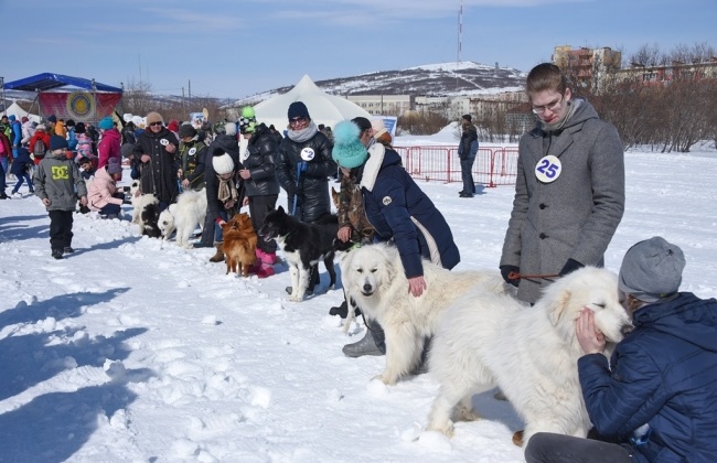 Отправить заявку на участие в выставке-параде собак северных пород магаданцы могут до 14 марта