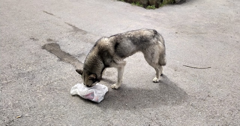 Приют Галины Катеринич  продолжит работать с бездомными собаками в Магадане