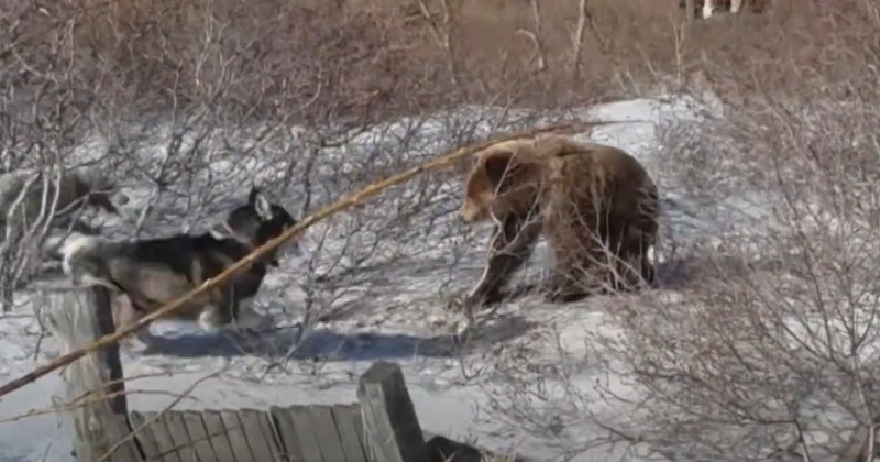 Медведи на Колыме вышли из спячки раньше обычного