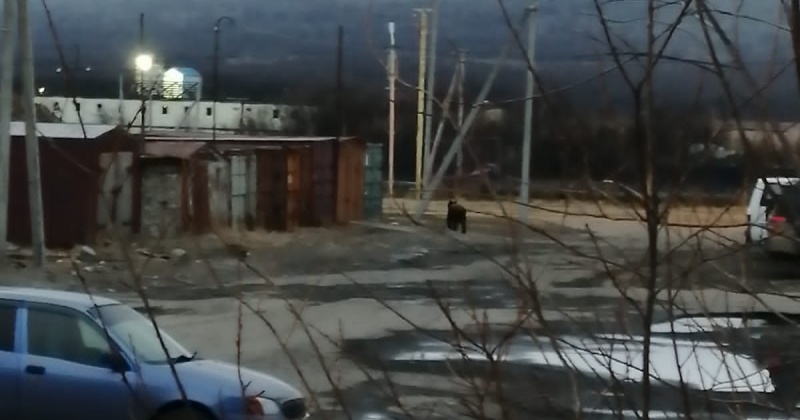 Медведь гулял у дома по ул. Набережная р Магаданки, д 13. (Видео)