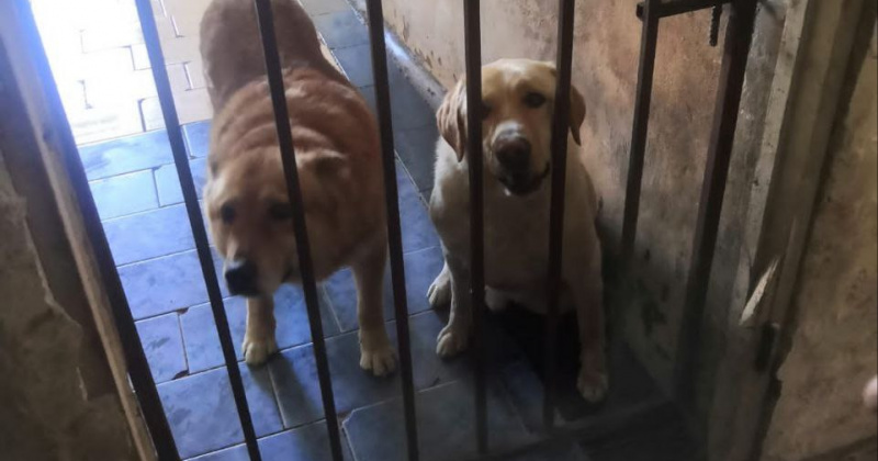 Около 500 животных без владельцев содержаться с нарушениями в частном приюте  «Право на жизнь»