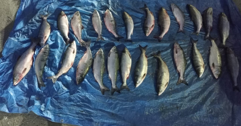 В Магаданской области полицейские изъяли у браконьеров 505 экземпляров рыбы, добытой незаконно