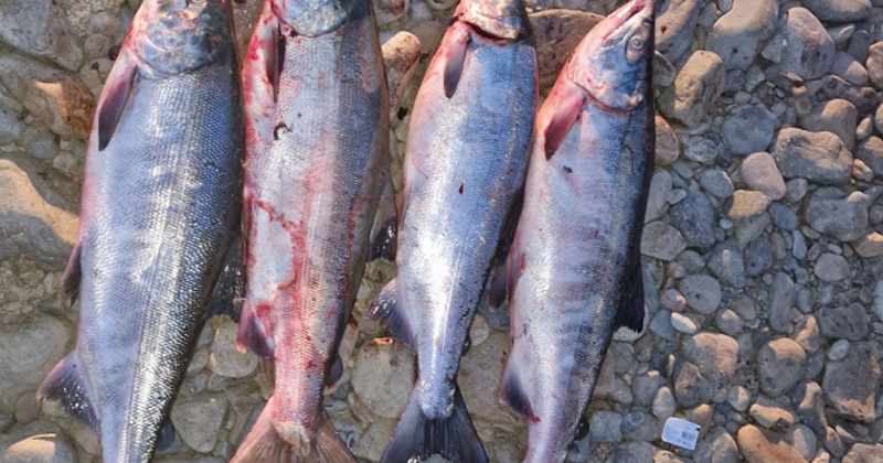 На Колыме полицейские изъяли у браконьеров более 60 экземпляров дальневосточных лососей