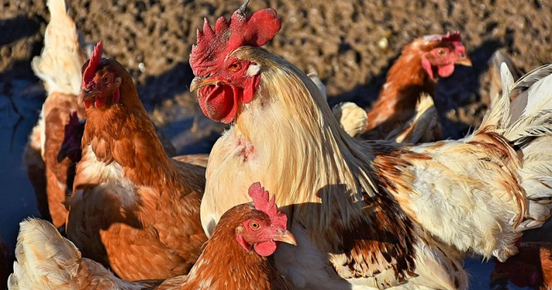 В крестьянско-фермерском хозяйстве «Надежда» уничтожили 2000 несушек из-за птичьего гриппа (Видео)