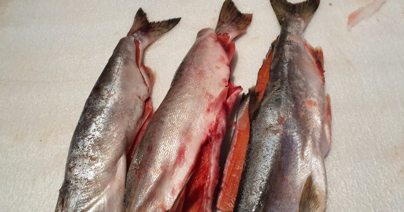 120 тонн рыбы без маркировки, 844 килограмма икры было обнаружено в цеху организации, занимающейся промышленным рыболовством