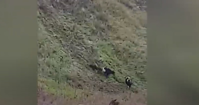 Стадо коров бросилось с обрыва, спасаясь от разъяренных собак (Видео)