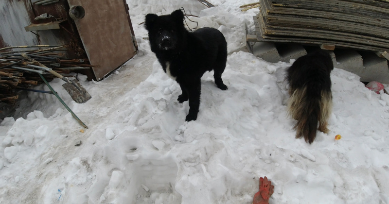 Бездомные собаки донимают жителей колымского поселка