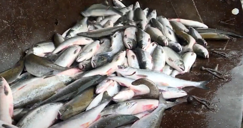 Под суд пойдут два магаданца за вылов 871 экземпляра тихоокеанских лососей