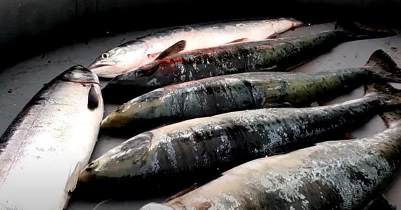 До двух лет грозит колымчанину за незаконный вылов трех экземпляров лососевых рыб